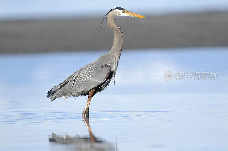 大蓝鹭- Ardea herodias